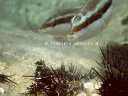 Gilos or Ilios(SunFish) Eating  :-) by Antonis Tsakiris 